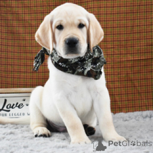 Zdjęcie №1. labrador retriever - na sprzedaż w Berlin | 2870zł | Zapowiedź №173205