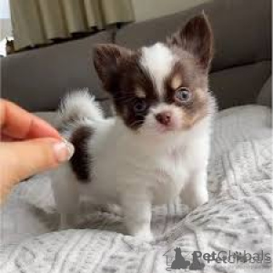 Zdjęcie №1. chihuahua (rasa psów) - na sprzedaż w Oberhausen | negocjowane | Zapowiedź №135936