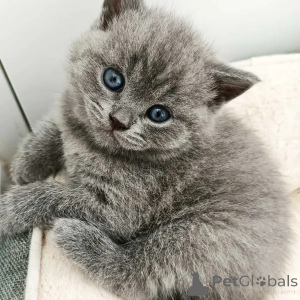 Zdjęcie №3. 2 kocięta brytyjskie krótkowłose TICA i 1 suczka do adopcji. Wielka Brytania