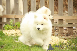 Zdjęcie №2 do zapowiedźy № 170473 na sprzedaż  samojed (rasa psa) - wkupić się Grecja 