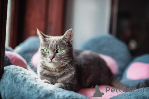 Zdjęcie №2 do zapowiedźy № 159485 na sprzedaż   - wkupić się Federacja Rosyjska ze schronu