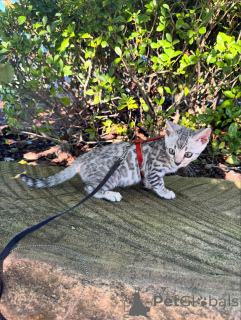 Zdjęcie №2 do zapowiedźy № 152540 na sprzedaż  kot bengalski - wkupić się Niemcy prywatne ogłoszenie