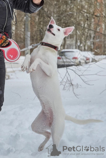 Zdjęcie №4. Sprzedam pies nierasowy w Москва. prywatne ogłoszenie - cena - Bezpłatny