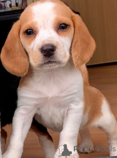Zdjęcie №3. Szczenięta rasy beagle. Belgia