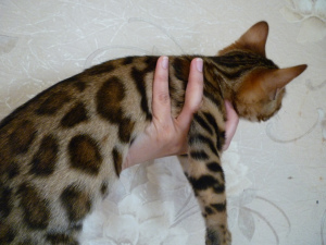 Zdjęcie №2 do zapowiedźy № 2404 na sprzedaż  kot bengalski - wkupić się Federacja Rosyjska od żłobka