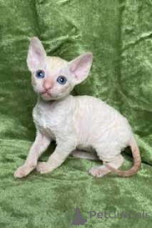Zdjęcie №2 do zapowiedźy № 166616 na sprzedaż  kot cornish rex - wkupić się Belgia prywatne ogłoszenie, hodowca