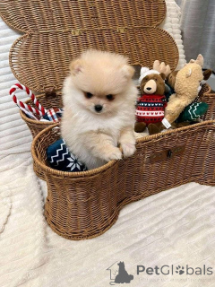 Zdjęcie №1.  - na sprzedaż w Bastia | negocjowane | Zapowiedź №161680