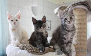 Zdjęcie №1. maine coon - na sprzedaż w Antwerpia | Bezpłatny | Zapowiedź № 159503