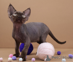 Zdjęcie №4. Sprzedam devon rex w Dusseldorf. hodowca - cena - 5441zł