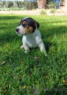 Zdjęcie №3. Jack Russell Terrier Welpen zu verkaufen. Austria