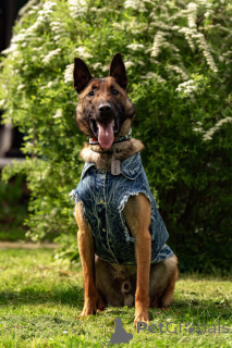 Zdjęcie №4. Sprzedam owczarek belgijski w Москва.  - cena - Bezpłatny