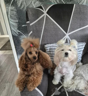 Zdjęcie №4. Sprzedam maltipu w Augustdorf. prywatne ogłoszenie, hodowca - cena - negocjowane