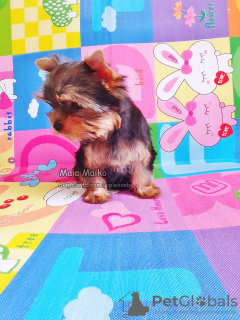 Zdjęcie №3. Sprzedam samotną suczkę Yorkshire Terrier, z twarzą baby.. Gruzja