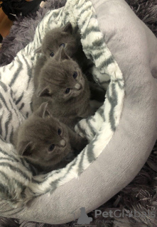 Zdjęcie №2 do zapowiedźy № 132166 na sprzedaż   - wkupić się Szwajcaria 