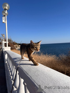 Zdjęcie №1. chausie - na sprzedaż w Gelendzhik | 10504zł | Zapowiedź № 155313