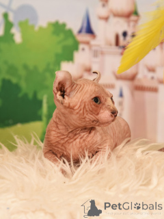 Zdjęcie №1. elf - na sprzedaż w HAIFA | negocjowane | Zapowiedź № 62365