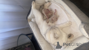 Zdjęcie №1. scottish fold - na sprzedaż w Wiesbaden | 1435zł | Zapowiedź № 168494
