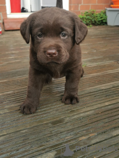 Zdjęcie №2 do zapowiedźy № 88222 na sprzedaż  labrador retriever - wkupić się Niemcy prywatne ogłoszenie