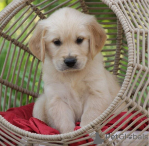 Dodatkowe zdjęcia: Zdrowe, urocze szczenięta golden retrievera są już dostępne w sprzedaży