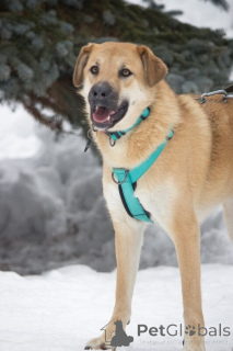 Zdjęcie №1. pies nierasowy - na sprzedaż w Rzeka Moskwa | Bezpłatny | Zapowiedź №138782