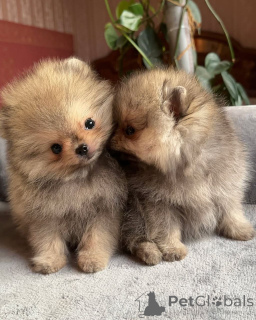 Zdjęcie №1. szpic miniaturowy - na sprzedaż w Los Angeles | 2317zł | Zapowiedź №158868