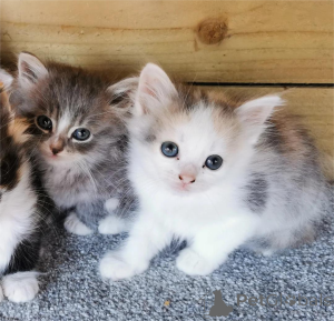 Zdjęcie №2 do zapowiedźy № 153138 na sprzedaż   - wkupić się Niemcy 