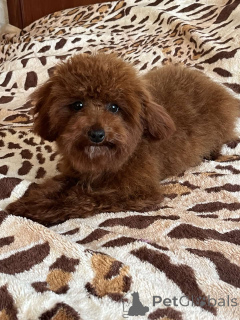 Zdjęcie №4. Sprzedam pies nierasowy w Kijów. prywatne ogłoszenie, od żłobka, hodowca - cena - 4784zł