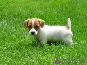 Zdjęcie №1. jack russell terrier - na sprzedaż w Rzym | negocjowane | Zapowiedź №124420