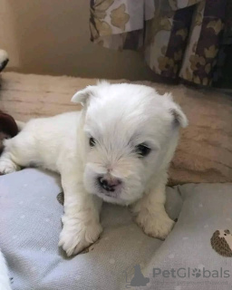 Zdjęcie №2 do zapowiedźy № 54778 na sprzedaż  pies nierasowy - wkupić się Finlandia hodowca