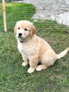 Zdjęcie №3. Urocze szczenięta Golden Retriever są już dostępne. Zarejestrowany ze wszystkimi. Hiszpania