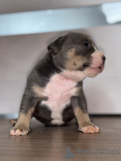 Zdjęcie №1. american bully - na sprzedaż w Nowy Jork | 18048zł | Zapowiedź №101297