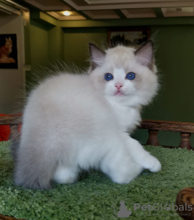 Zdjęcie №1. ragdoll - na sprzedaż w Vienna | negocjowane | Zapowiedź № 134018