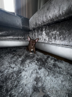 Zdjęcie №4. Sprzedam chihuahua (rasa psów) w Monachium. prywatne ogłoszenie - cena - 19134zł