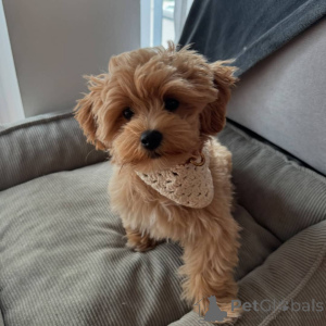 Zdjęcie №1. maltipu - na sprzedaż w Berlin | 1913zł | Zapowiedź №141698