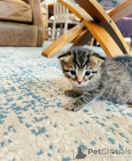 Zdjęcie №2 do zapowiedźy № 143769 na sprzedaż  pixie-bob krótkowłosy - wkupić się Austria hodowca