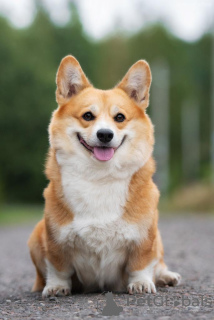 Dodatkowe zdjęcia: Szczeniak walijskiego corgi Pembroke