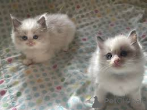 Zdjęcie №1. ragdoll - na sprzedaż w Bruksela | 2392zł | Zapowiedź № 165818