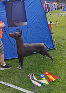 Dodatkowe zdjęcia: Szczenięta Xoloitzcuintle (meksykański bezwłosy pies).