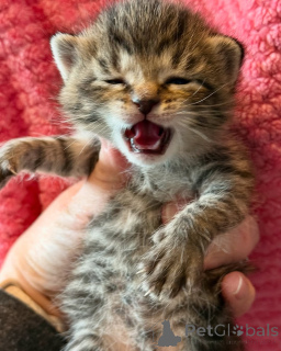Zdjęcie №2 do zapowiedźy № 150621 na sprzedaż  kot bengalski - wkupić się Niemcy ze schronu, hodowca