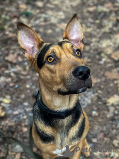 Zdjęcie №1. pies nierasowy - na sprzedaż w Rzeka Moskwa | Bezpłatny | Zapowiedź №161437