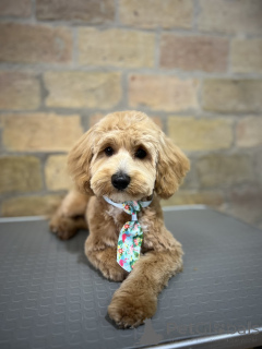 Zdjęcie №3. Maltipoo piękne szczenięta na sprzedaż. Serbia