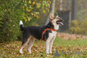 Zdjęcie №4. Sprzedam pies nierasowy w Москва. prywatne ogłoszenie - cena - Bezpłatny