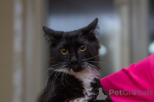 Zdjęcie №1.  - na sprzedaż w Mińsk | Bezpłatny | Zapowiedź № 162273