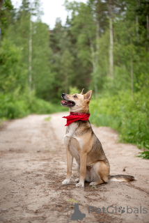 Zdjęcie №3. Betty jest taka sama, twój idealny pies, z którym jest po prostu dobry. Federacja Rosyjska