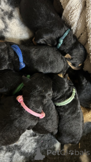 Zdjęcie №1. terier walijski - na sprzedaż w Łódź | 4000zł | Zapowiedź №140486