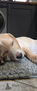 Zdjęcie №3. uroczy trójkolorowy Beagle. Holandia