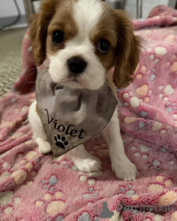 Zdjęcie №1. cavalier king charles spaniel - na sprzedaż w Alavus | 2631zł | Zapowiedź №169612