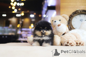 Zdjęcie №3. Dean Janet Kay Puppies House. USA