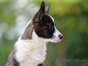 Zdjęcie №3. Welsh Corgi Cardigan szczeniak FCI. Węgry