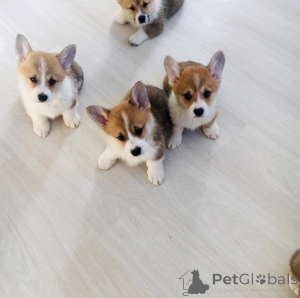 Zdjęcie №1. coton de tuléar - na sprzedaż w Amsterdam | 2392zł | Zapowiedź №160920